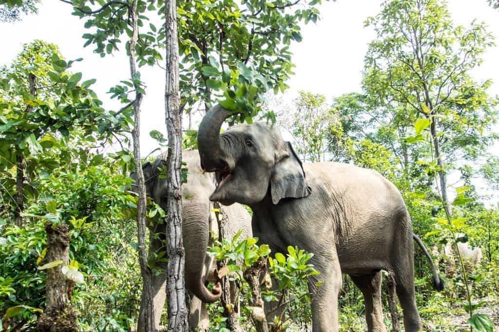 Click A Tree Elephant Story elephant Tan Goes To Town We Need To Plant More Trees 001