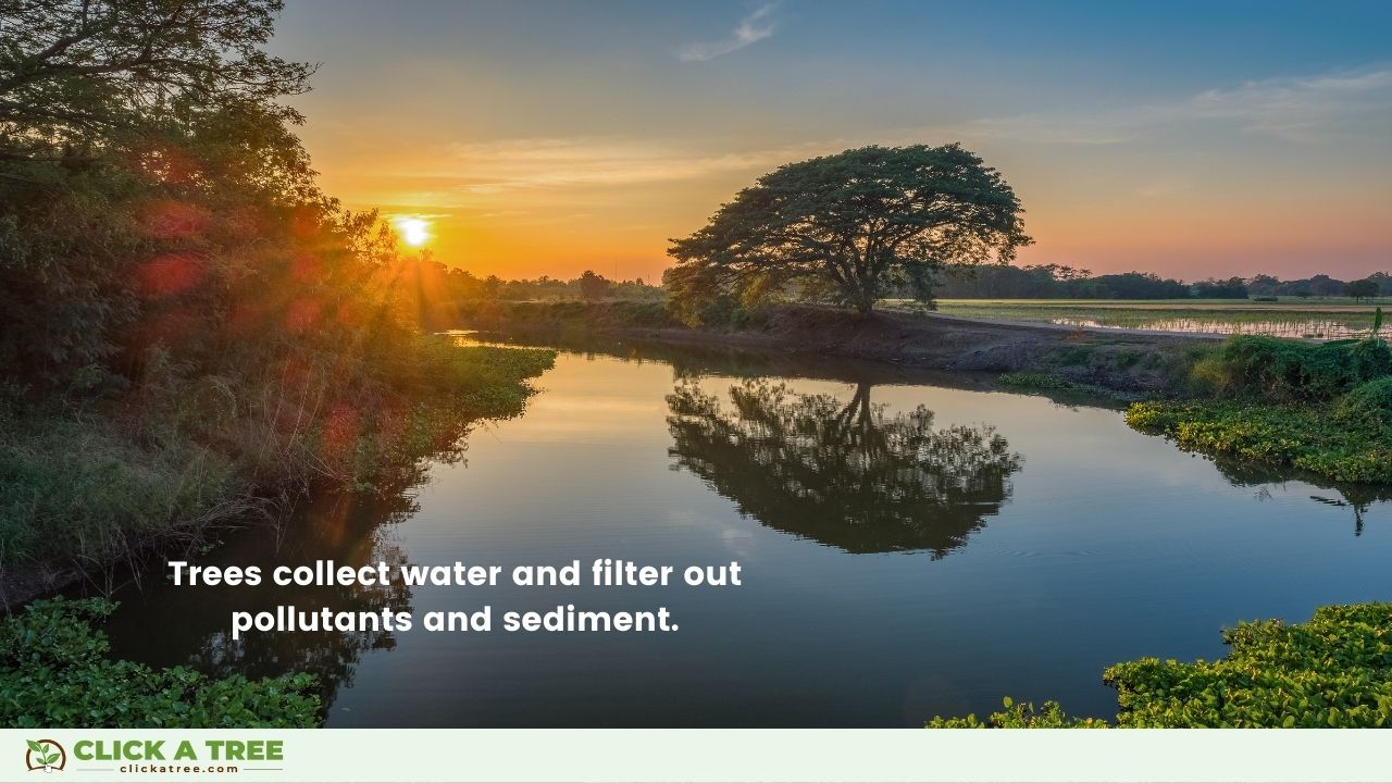 Reasons to not cut down trees: Trees keep our waters clean.