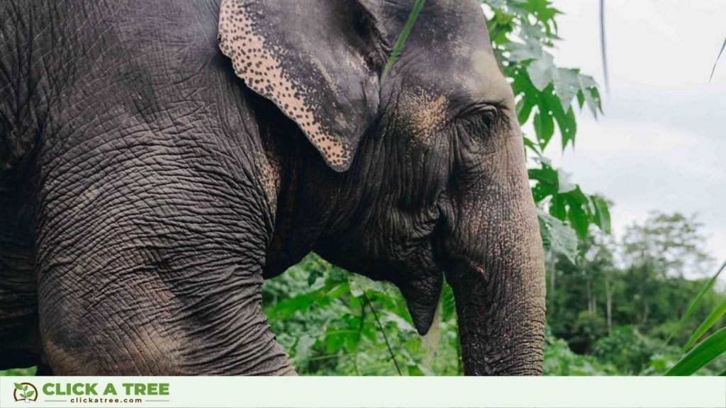 Elephant Facts About How Majestic They Are