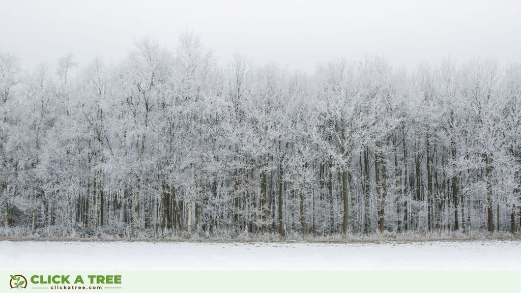 Eco Friendly Winter Activities 2020 Click A Tree