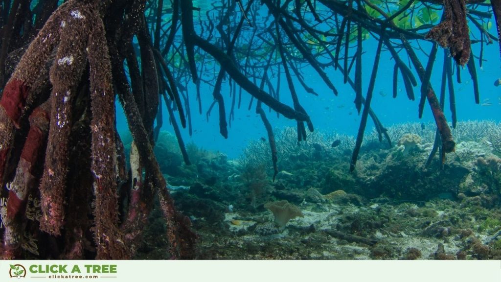 Mangrove Month Philippines Visuals