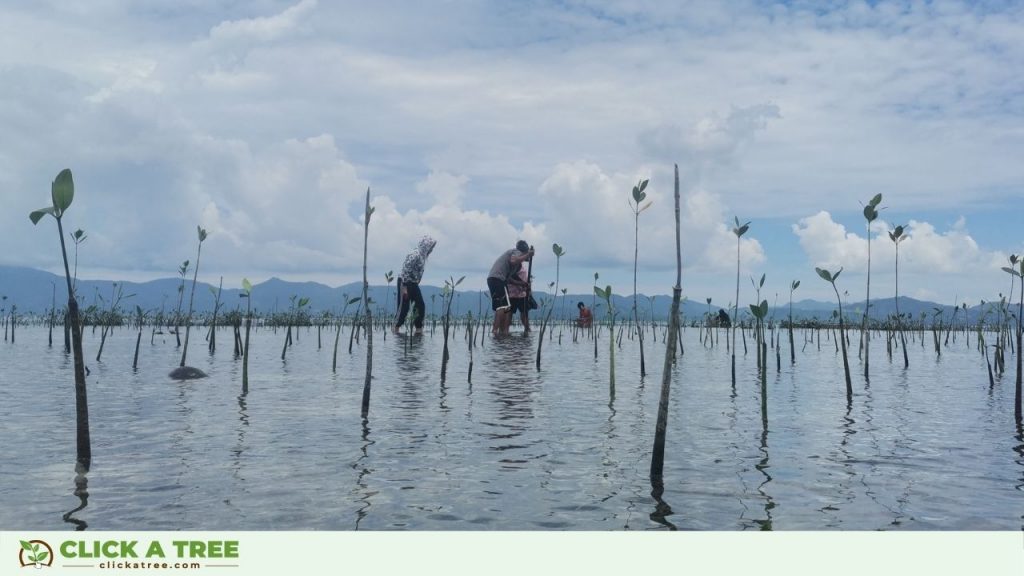 Mangrove Month Philippines
