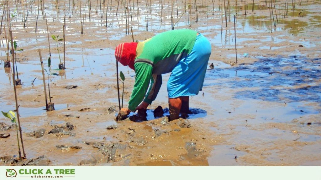 Mangrove Month Philippines7