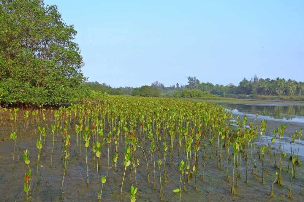 Mangrove Seedlings B'n'Tree bedandtree for reforesting Madagascar