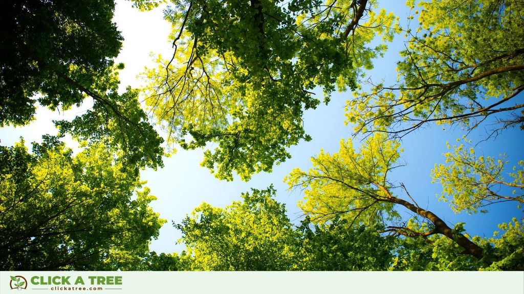 Looking up at the trees and a blue sky.