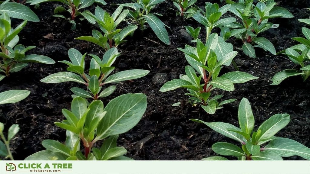 The Ways to Reduce Carbon Footprint by Click A Tree