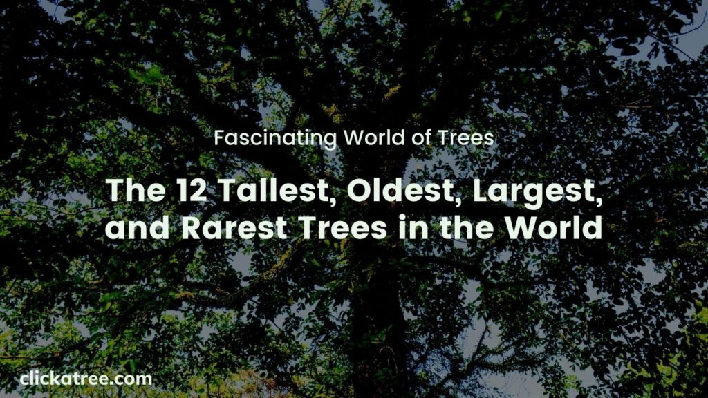 Fascinating World of Tree's: The 12 tallest, oldest, largest and rarest trees of the world
