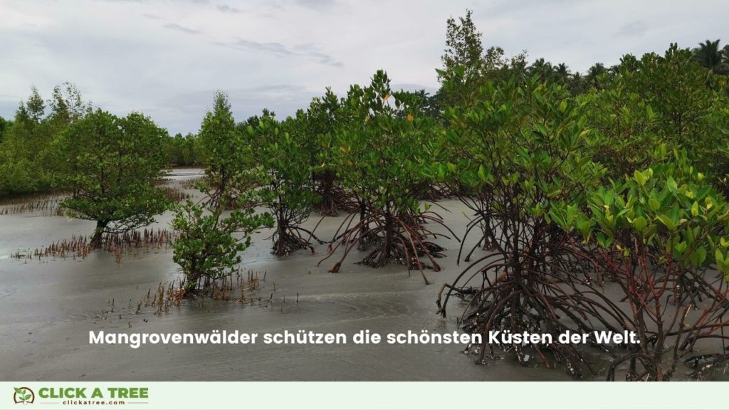 Waldfakten: Wälder schützen Küsten.