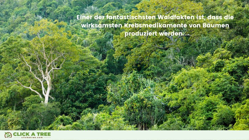 Einer der fantastischsten Fakten über Wälder ist, dass die wirksamsten Krebsmedikamente von Bäumen produziert werden.