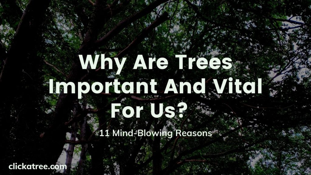 Why are Trees Important to us? 11 Mind-Blowing Reasons