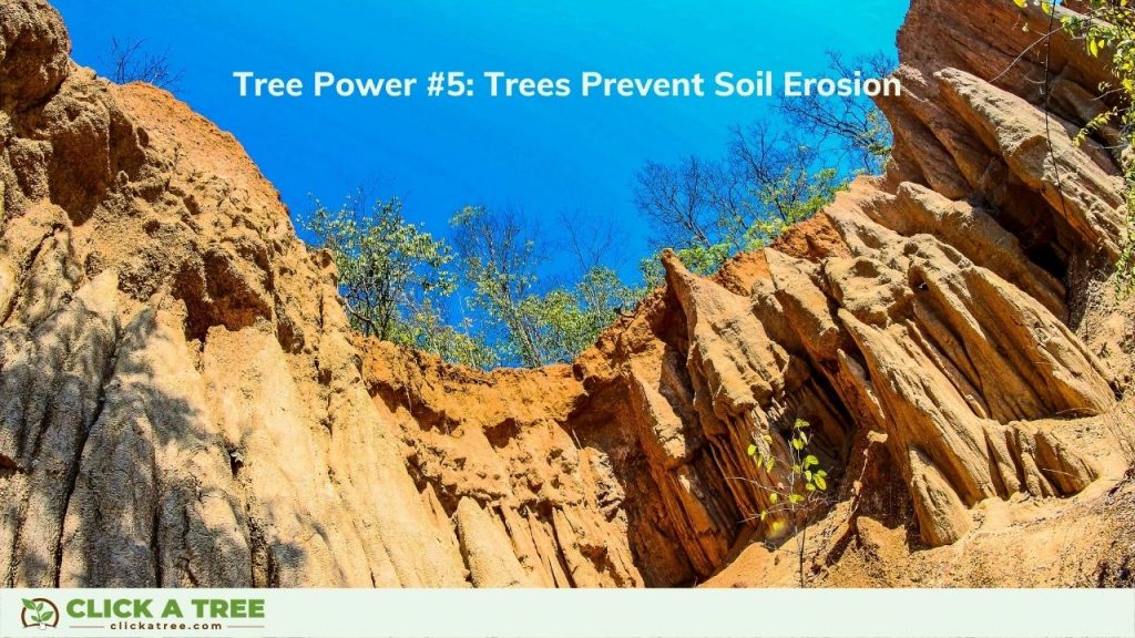 They Prevent Soil Erosion