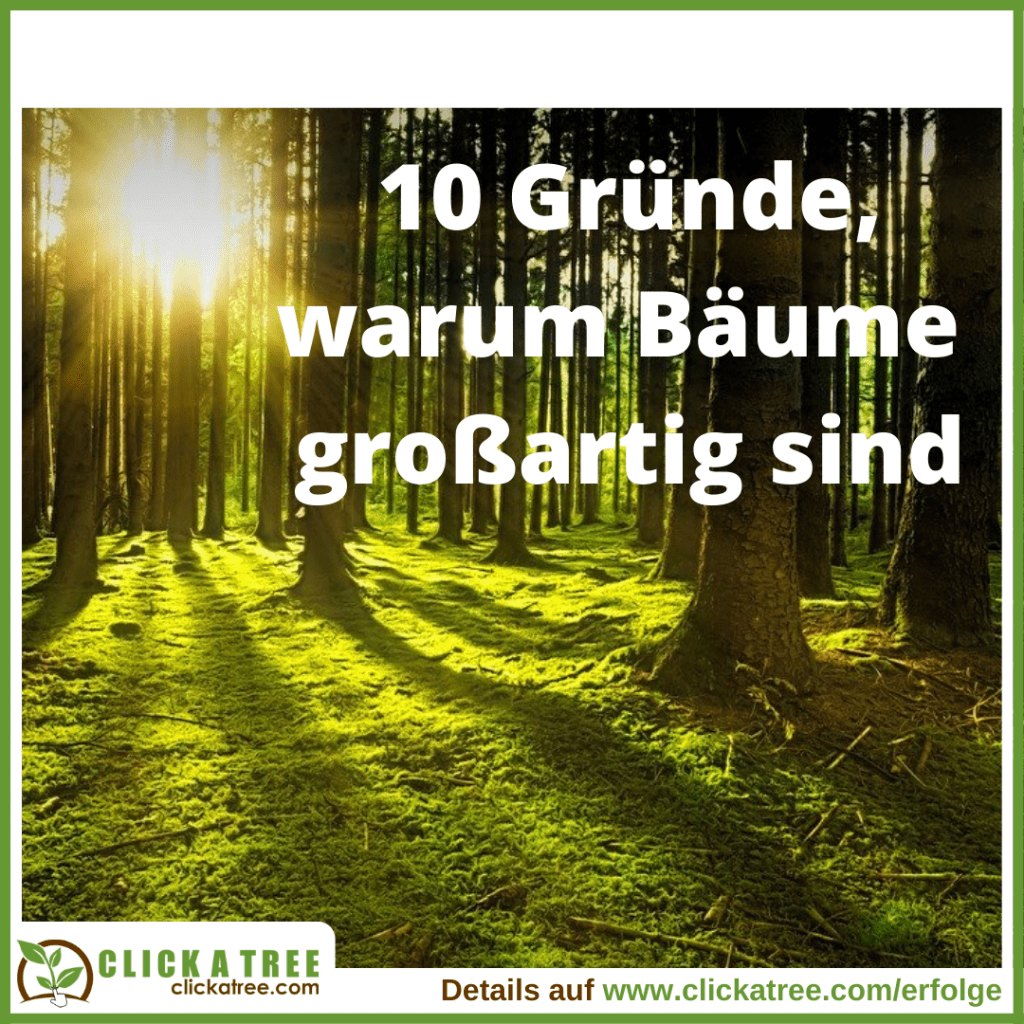 10 Gründe, warum Bäume großartig ist - Bäume pflanzen ist der einfachste und effektivste Weg, etwa für die Umwelt zu tun - und jeder kann helfen!